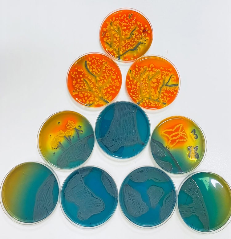 琼脂艺术 - 培养皿