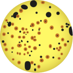 Scan Ai, Biokar(博尔卡 )Perfecto Duo模型