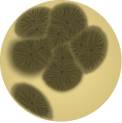 Scan Ai Mobia, 霉菌分类模型